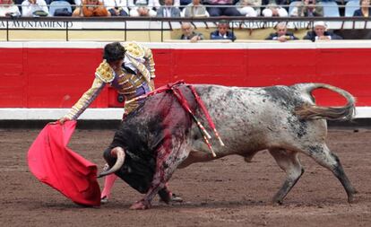 'Florista', tercer toro de la tarde, embiste humillado a la muleta de Luis David.