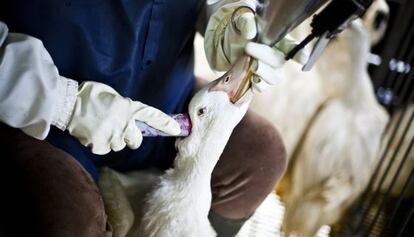 images taken by Igualdad Animal at the Momotegi farm.