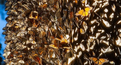 Mariposas monarca en los bosques de México. / ARCHIVO CONANP
