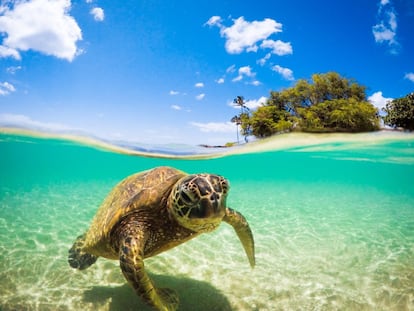 Una tortuga se aproxima a una playa de la isla de Oahu (Hawái).