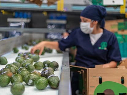 Una trabajadora empaqueta aguacates en una planta de Morelia, en 2022.