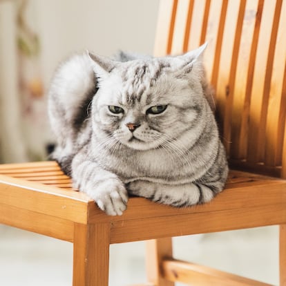 cat giving you a disdainful look