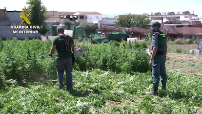 La Guardia Civil destruye parte de la plantación descubierta al aire libre en Atarfe (Granada)