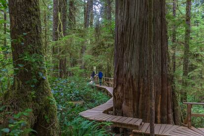La sofisticación salvaje de la Costa Oeste: isla de Vancouver (Canadá). Más grande que Bélgica, la isla de Vancouver se siente como un pequeño país cubierto de bosques. Este rincón de la Columbia Británica, con sus imponentes entornos naturales, sus picos nevados y sus cascadas, puede parecer un lugar sacado de la ficción. A lo largo de sus costas norte y oeste, bañadas por las olas, no hay ninguna carretera en centenares de kilómetros y solo se puede llegar en barco o hidroavión. Y frente a esas inmensas soledades, en el sur se muestra su cara más refinada: castillos neogóticos, jardines de estilo inglés en la ciudad de Victoria o pequeños pueblos que se aferran a las rocas de la costa y un interior verde salpicado de campos de cultivo y bodegas.
Imprescindibles: el sendero de la isla de Vancouver, una ruta épica de 770 kilómetros que conecta Victoria con Cape Scott; Tofino, la pequeña e indiscutible capital canadiense del surf; o el castillo de Craigdarroch, una mansión en Victoria con torreones y un interior palaciego que parece haber sido teletransportada desde las Tierras Altas de Escocia. También se adentra en la reserva parque nacional Pacific Rim, con playas espectaculares y bosques envueltos en brumas que son una perfecta escapada a la naturaleza.