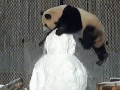 El zoo de Toronto graba los juegos del animal con una escultura helada que acabó destrozada.