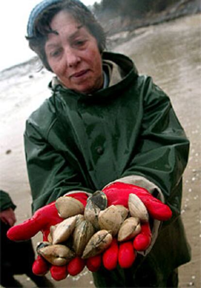 Una mariscadora de Lourido (Pontevedra) muestra un puñado de almejas recién recogidas de la playa.