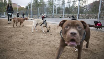 L'àrea de gossos de Nou Barris, inaugurada el desembre passat.