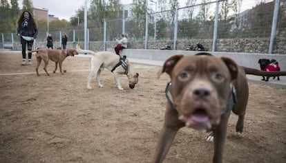 El área de perros de Nou Barris, inaugurada en diciembre de 2016.