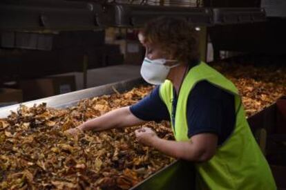 Una trabajadora selecciona hojas de tabaco en la planta de Cetarsa en talayuela (Cáceres).