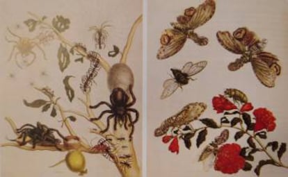 Láminas de la ilustradora Maria Sibylla Merian (1705).