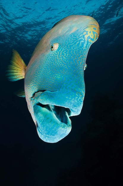 Retratado en la Gran Barrera de Coral australiana.