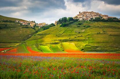 Desde mediados de mayo hasta comienzos de julio, la llanura de Castellucio di Norcia, en los Montes Sibilinos, se cubren de millones de amapolas, lirios, anémonas y margaritas, un espectáculo natural conocido como La Fiorita.