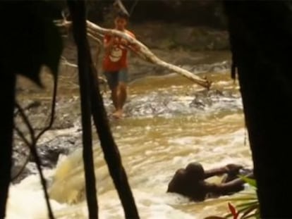 Un joven del Centro de Protección de Orangutanes de Borneo se adentra en las aguas revueltas para ayudar al animal a volver a tierra