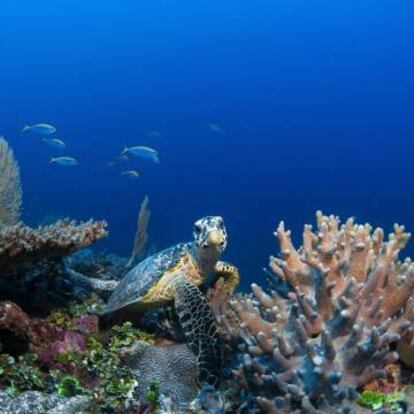 La tortuga es una de las especies más amenazadas por la destrucción del coral.