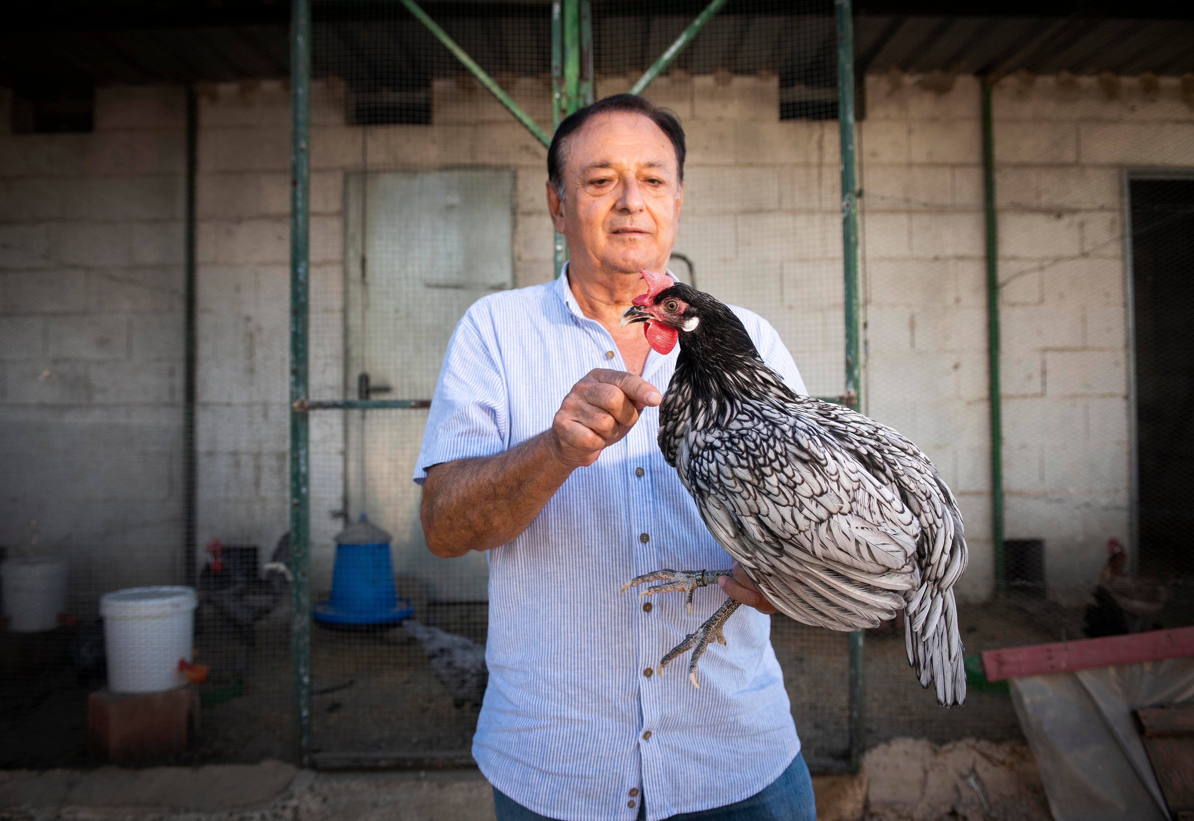 Los devotos de la gallina andaluza azul, la especie ganadera más amenazada, se confabulan para salvarla otra vez