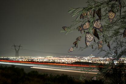 Mariposas monarca posadas en árboles cercanos a una importante autovía cerca de Monterrey, en Nuevo León (México). Se estima que los atropellos matan hasta el 3% de las monarcas cada año durante su migración de otoño. La contaminación lumínica de las ciudades también puede afectar los relojes circadianos de los insectos, dificultándoles el descanso por la noche y la capacidad de saber cuándo volar en el momento adecuado durante sus largas migraciones. 