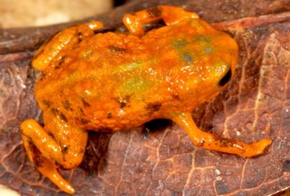 Essa pequena rã ('Brachycephalus mariaeterezae') exibe uma cor azul peculiar que praticamente se esconde sob a luz do flash. Foi batizada em homenagem a Maria Tereza Jorge Pádua, incansável conservacionista brasileira responsável por diversas iniciativas ecológicas.