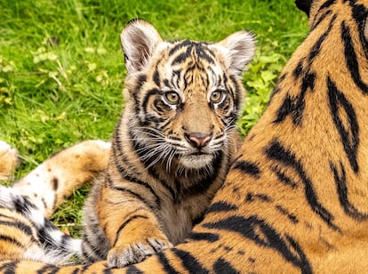 'Bakso', un pequeño tigre de Sumatra, es uno de los últimos animales nacidos en el parque.