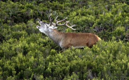 Un ciervo en el parque natural de Redes, en Asturias.