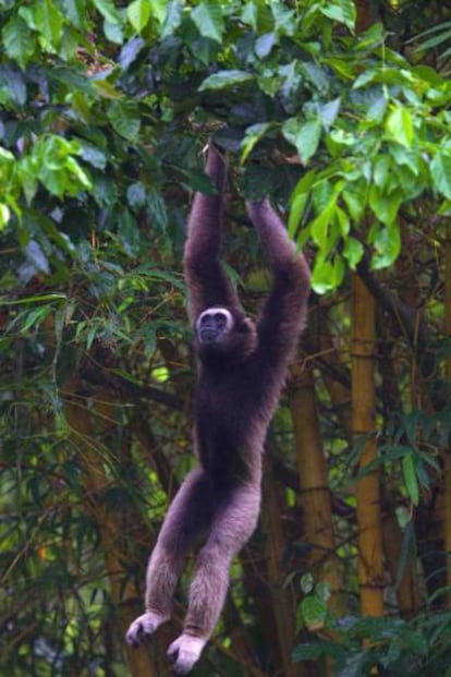 La deforestaci&oacute;n est&aacute; dejando sin espacio a muchas especies del sudeste asi&aacute;tico, como el gib&oacute;n de M&uuml;ller de Borneo.