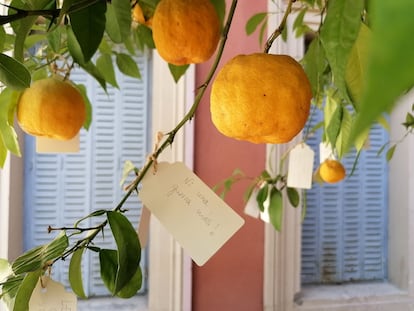 'Ni una guerra más' es uno de los mensajes colgados de los naranjos, dentro del proyecto 'Wish Tree'. I.U