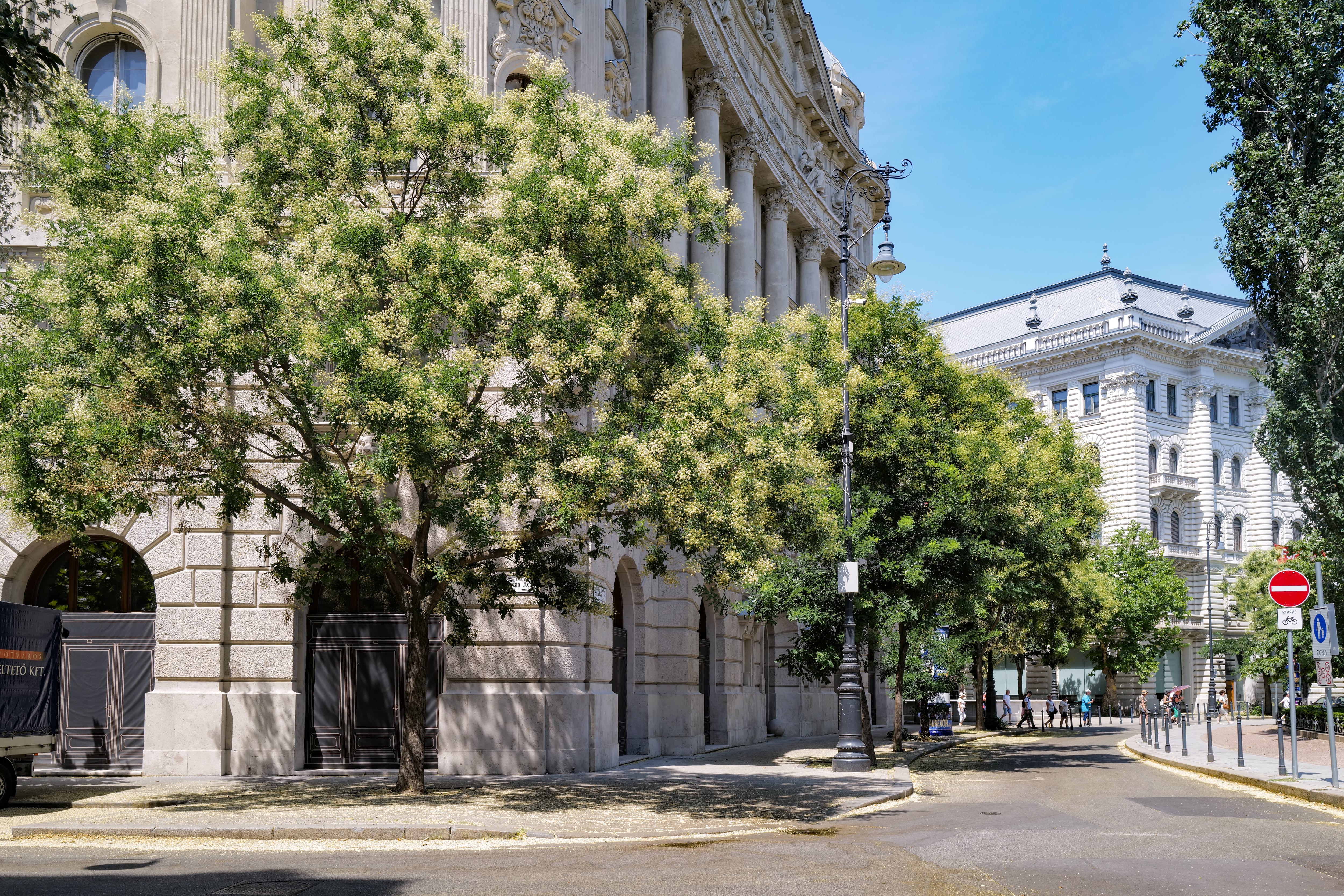 La acacia del Japón, el árbol que alfombra de flores las aceras