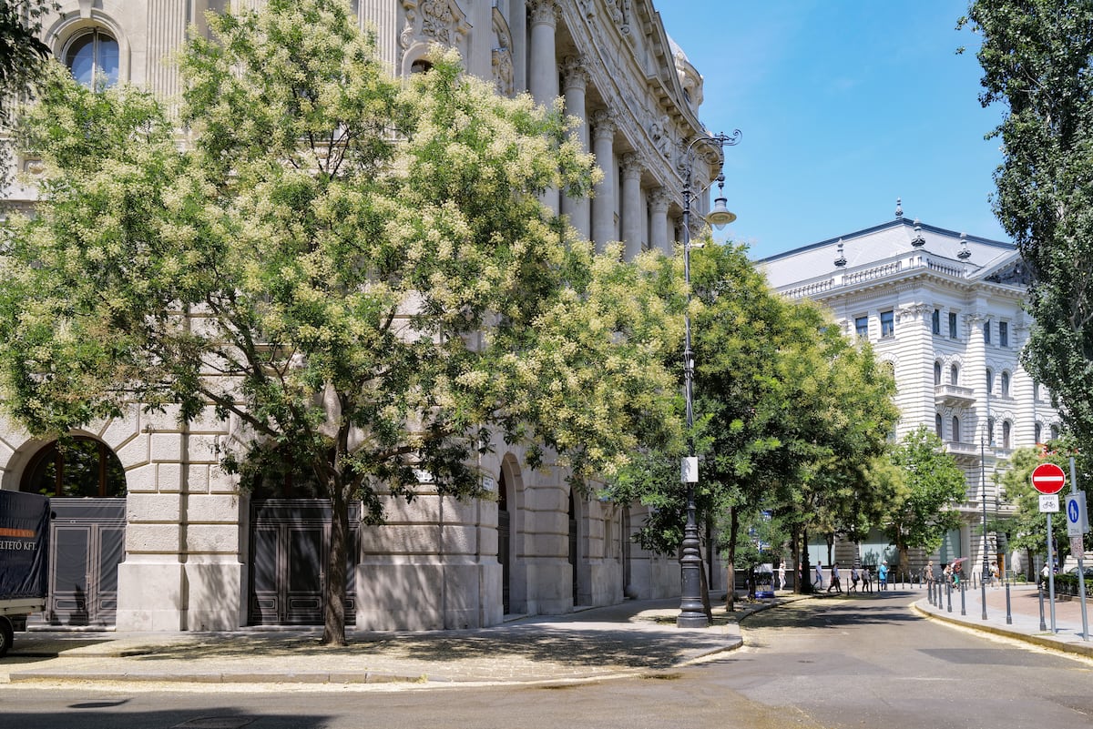 La acacia del Japón: por qué esta especie domina el paisaje urbano