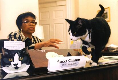 Socks passeia pelo escritório da secretária de Clinton, Betty Currie, em 17 de setembro de 1996, junto a um cartaz que diz: "Socks Clinton, Chief Executive Cat" (algo como "o gato chefe"). Quando Clinton abandonou a presidência, Currie adotou ao felino.