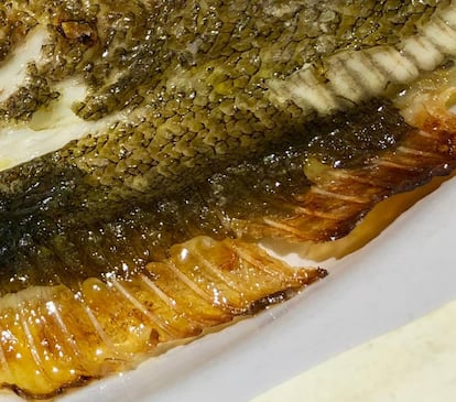 FILA DE ESPINAS LATERALES CON GELATINA Y CARNE ADHERIDAS, UNA DELICIA EN LOS PECES PLANOS / CAPEL