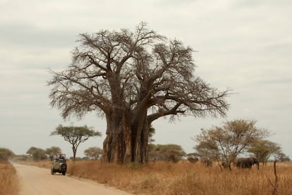 Um baobá no parque nacional de Tarangire.