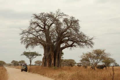 Un baobab en el parque nacional de Tarangire.