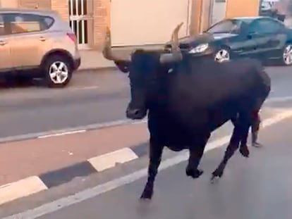 Vaquilla escapada de Tavernes cuando entró por las calles de Almàssera en una captura de nu vídeo de À Punt..