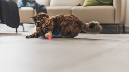 Estos punteros de luz te permiten jugar con tu mascota en cualquier lugar. GETTY IMAGES.