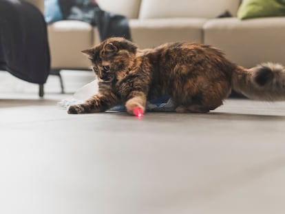 Estos punteros de luz te permiten jugar con tu mascota en cualquier lugar. GETTY IMAGES.