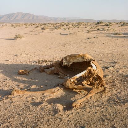 Los restos de un dromedario muerto en el desierto, cerca del oasis Tighmert (Marruecos), en abril de 2020.