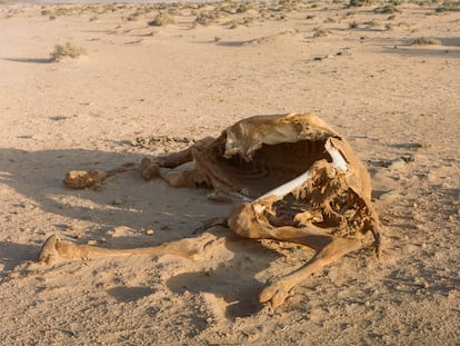 Los restos de un dromedario muerto en el desierto, cerca del oasis Tighmert (Marruecos), en abril de 2020.