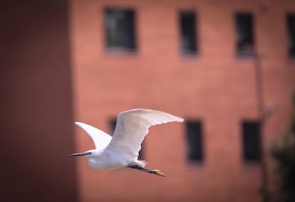 Una garceta surca el cielo junto a la presa nº 9, en el Manzanares. En España, ha aumentado mucho en pocos años y numerosas colonias han ido extendiéndose hacia el norte, pero aún sin rebasar el tercio más septentrional. Las colonias más importantes y numerosas están en el sudoeste andaluz, en el centro y en el levante; también en Portugal en varios lugares próximos a la costa atlántica. En el Levante español destacan las colonias de la Albufera de Valencia. La garceta común es en gran parte migradora. Hace unos años se consideraba escasa como invernante en la Península Ibérica, pero ahora, probablemente como consecuencia del incremento del número de colonias, se observan muchas garcetas en pleno invierno en lugares favorables. Algunas de las garcetas comunes que se ven en otoño y aun antes, en pleno verano son aves que proceden de las colonias de cría en Francia y es muy posible que una no despreciable dispersión posgenerativa de jóvenes garcetas de las colonias marroquíes alcancen las costas meridionales de la península.