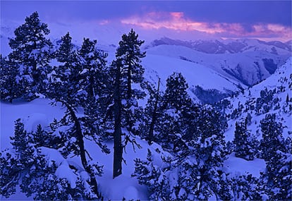 El pino negro es el más resistente al frío de alta montaña; conquista cotas de 2.500 metros asociándose con matorrales de arándanos y rododendros. En la foto, pinar de esta especie envuelto por la nevada en la reserva natural de Larra (Navarra).