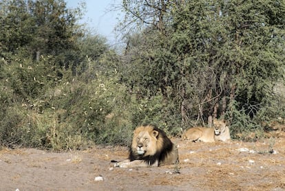 Leones en la zona de Ghanzi, ciudad cercana al Kalahari.