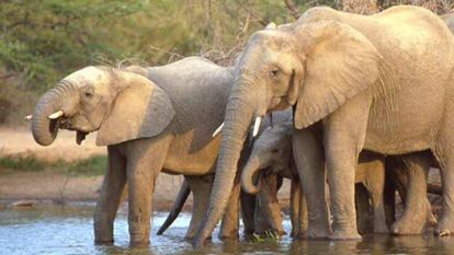 Elefantes en el Parque Kruger, Sudáfrica.