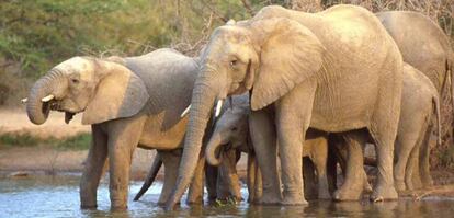 Elefantes en el Parque Kruger, Sudáfrica.