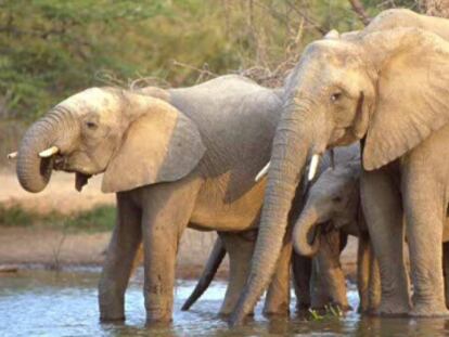 Elefantes en el Parque Kruger, Sudáfrica.