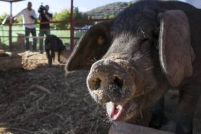 El Cabildo de Gran Canria presentó hoy tres sementales de Cochino Negro Canario (Sansón, Tritón y Nerón), los cuales, en las próximas fechas, irán rotando por las distintas ganaderías de la Isla, con el objetivo de obtener la extensión de la raza pura.