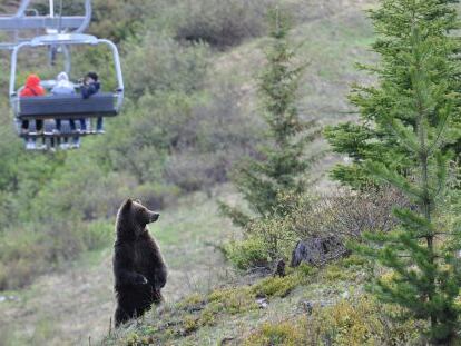 Los osos &#039;grizzly&#039; abundan por toda la cordillera.