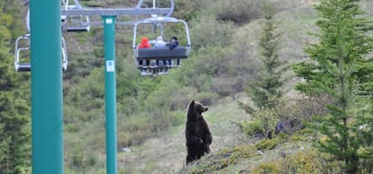 Los osos 'grizzly' abundan por toda la cordillera.