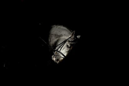 Un caballo asoma su cabeza en el Salón Internacional del Caballo (SICAB) que se prepara para su inauguración este martes en un acto presidido por la infanta Elena celebrado en Sevilla.