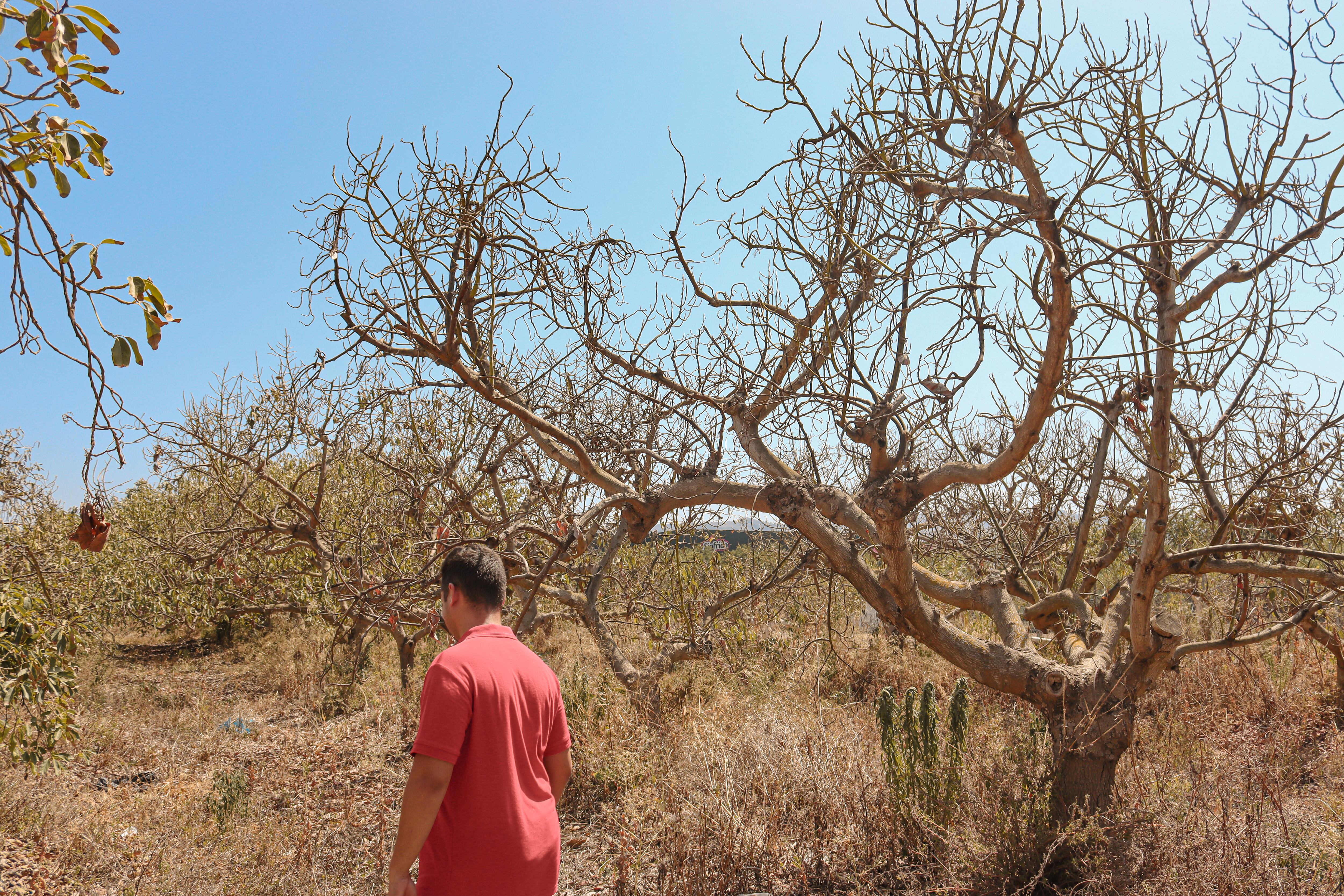 Paco Fortes camina entre ejemplares de árboles de aguacate totalmente secos.