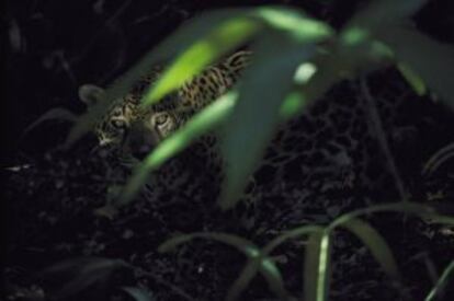 En los bosques tropicales de Belice es posible avistar jaguares en libertad.