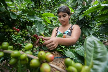 En 1979, la ley de reforma agraria de Nicaragua consideró el acceso igualitario a la tierra de hombres y mujeres. Sin embargo, hoy solo un 13% de mujeres ha tenido acceso a la tierra y apenas un 5% de productoras se ha beneficiado con créditos. <p>En el norte, en la región de Jinotega, se encuentra la asociación Aldea Global, que agrupa a cerca de 12.000 hombres y mujeres que cultivan café bajo los principios de Comercio Justo y con un fuerte compromiso por la igualdad de género. Así, su equipo directivo está formado por 13 personas, de las que seis son mujeres. Además, una parte de los beneficios que obtienen se reinvierten en un fondo común para facilitar que las mujeres puedan legalizar la tierra a su nombre, un gran avance en una región donde el 85% de la propiedad está en manos de varones.</p>