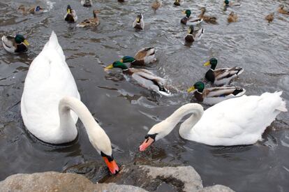 Cisnes y patos buscan comida en el estanque de Central Park, Nueva York